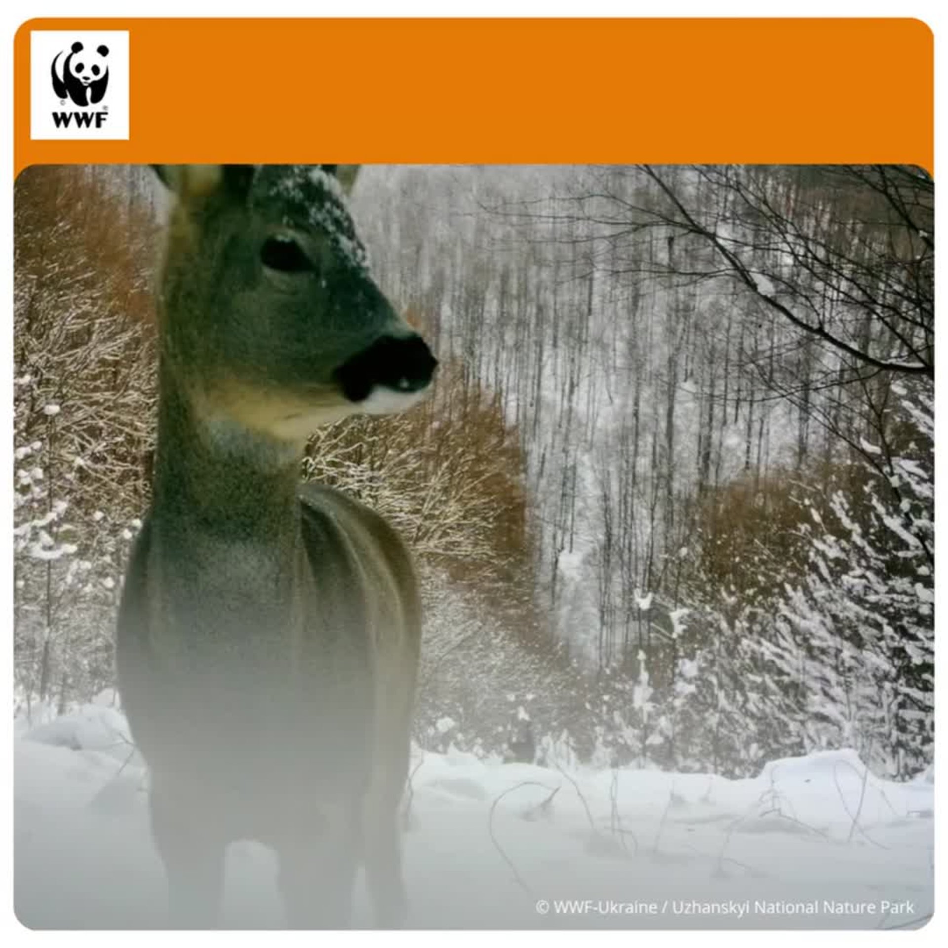 Ужанський національний парк: фотоловушка зняла сарну в засніжених Карпатах (ВІДЕО)